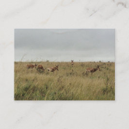 Afrikaanse Kenia: wilde dieren Visitekaartje