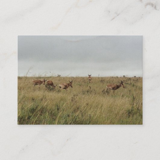 Afrikaanse Kenia: wilde dieren Visitekaartje (Voorkant)