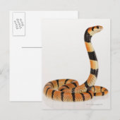 Afrikaanse koraalslang (Aspidelaps lubricus) Briefkaart (Voorkant / Achterkant)