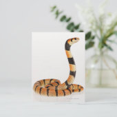 Afrikaanse koraalslang (Aspidelaps lubricus) Briefkaart (Staand voorkant)