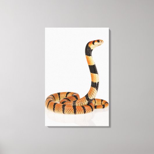 Afrikaanse koraalslang (Aspidelaps lubricus) Canvas Afdruk (Voorkant)