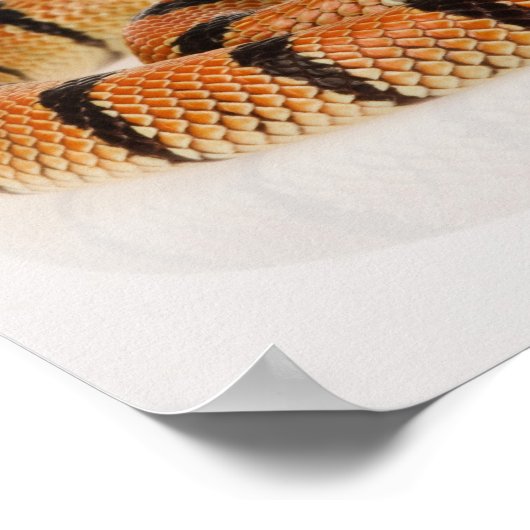 Afrikaanse koraalslang (Aspidelaps lubricus) Poster (Hoek)