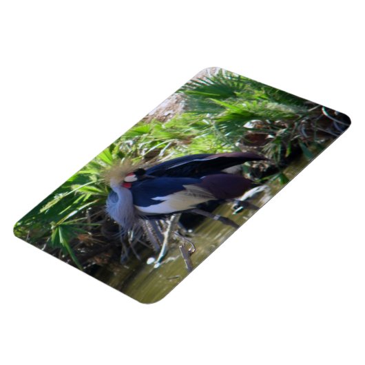 Afrikaanse kraan magneet (Linkerzijde)