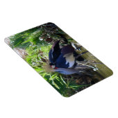 Afrikaanse kraan magneet (Rechterzijde)