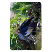 Afrikaanse kraan magneet (Verticaal)