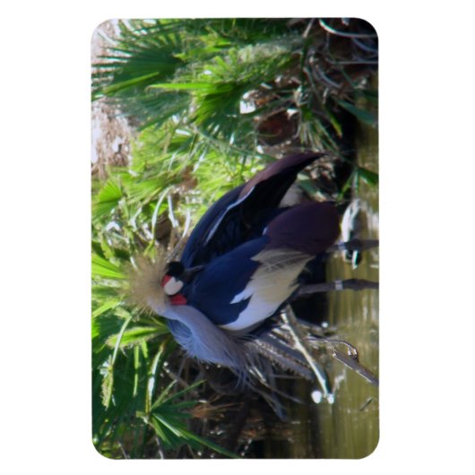 Afrikaanse kraan magneet (Verticaal)