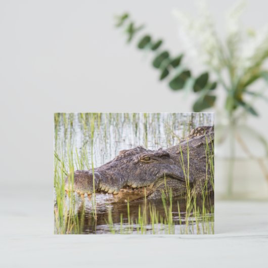 Afrikaanse krokodil briefkaart (Staand voorkant)