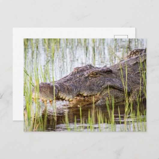 Afrikaanse krokodil briefkaart (Voorkant / Achterkant)