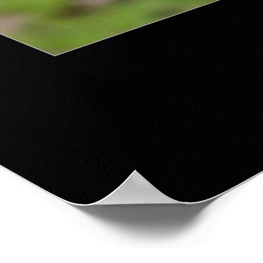 Afrikaanse kroonkraan poster (Hoek)