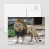 afrikaanse leeuw4x6 briefkaart (Voorkant / Achterkant)