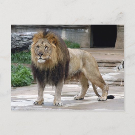 afrikaanse leeuw4x6 briefkaart (Voorkant)