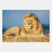 Afrikaanse leeuw 2 — Papieren pakbladen Inpakpapier Vel (Voorkant 3)