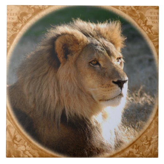Afrikaanse leeuw 6775e11x11fram-b tegeltje (Voorkant)