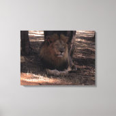 AFRIKAANSE LEEUW Grote Vijf Kat Wildlife Fotoprint Canvas Afdruk (Voorkant)