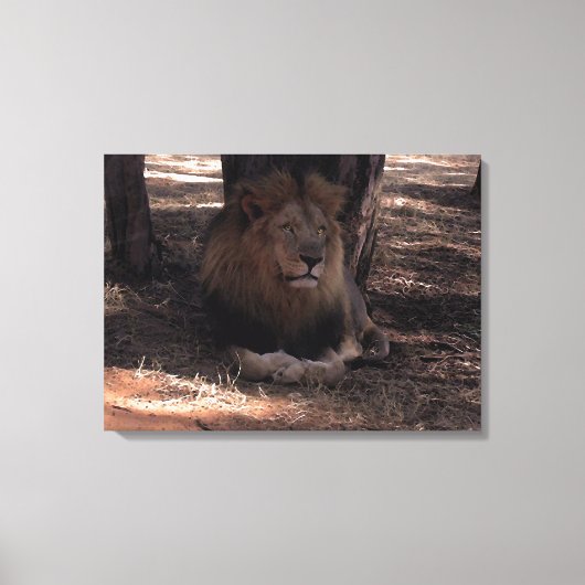 AFRIKAANSE LEEUW Grote Vijf Kat Wildlife Fotoprint Canvas Afdruk (Voorkant)