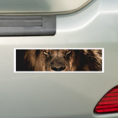 afrikaanse leeuw houdt de ogen dicht bumpersticker (Op auto)