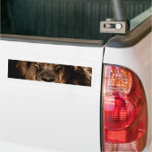 afrikaanse leeuw houdt de ogen dicht bumpersticker (Op Truck)
