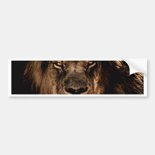afrikaanse leeuw houdt de ogen dicht bumpersticker (Voorkant)