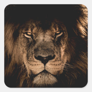 afrikaanse leeuw houdt de ogen dicht vierkante sticker