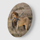Afrikaanse leeuw in Grass Grote Klok (Hoek)
