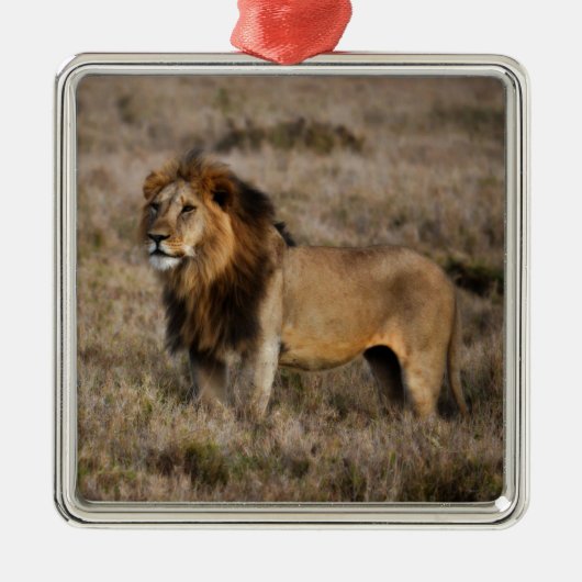 Afrikaanse leeuw in Grass Metalen Ornament (Voorkant)