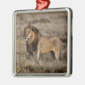 Afrikaanse leeuw in Grass Metalen Ornament (Links)