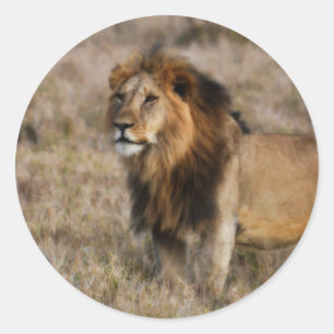 Afrikaanse leeuw in Grass Ronde Sticker