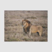 Afrikaanse leeuw in Grass Tissuepapier (Voorkant)