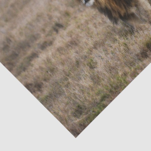 Afrikaanse leeuw in Grass Tissuepapier (Detail)