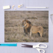 Afrikaanse leeuw in Grass Tissuepapier (Craft)