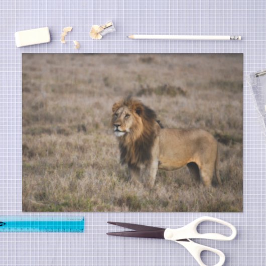 Afrikaanse leeuw in Grass Tissuepapier (Craft)