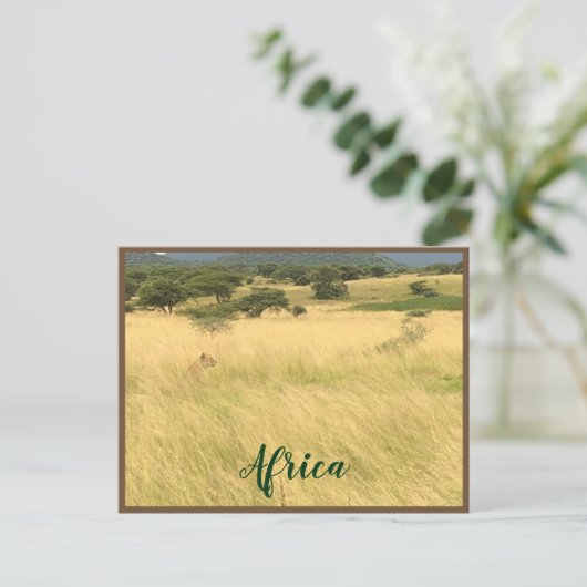 Afrikaanse leeuw in Kenia Afrika Briefkaart (Staand voorkant)