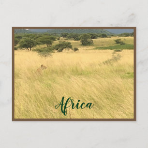 Afrikaanse leeuw in Kenia Afrika Briefkaart