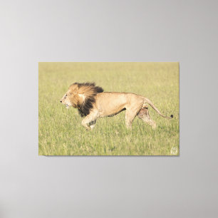Afrikaanse leeuw in Savanna-platte canvas