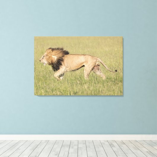 Afrikaanse leeuw in Savanna-platte canvas (Insitu (Houten vloer))