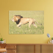 Afrikaanse leeuw in Savanna-platte canvas (Insitu (Woonkamer))