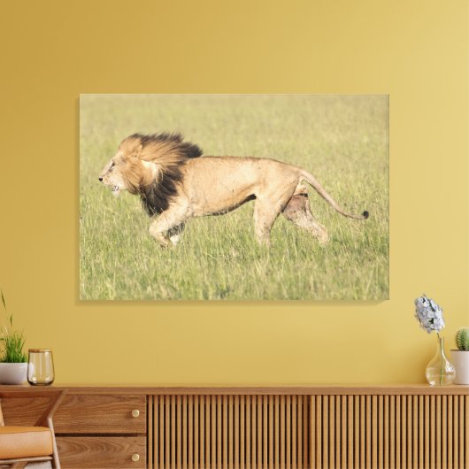 Afrikaanse leeuw in Savanna-platte canvas (Insitu (Woonkamer))