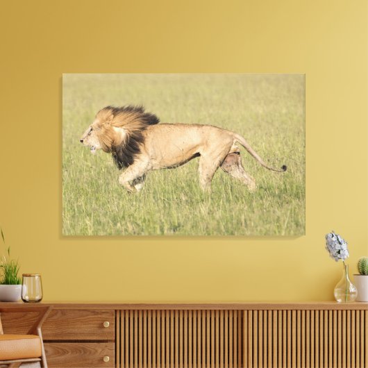 Afrikaanse leeuw in Savanna-platte canvas (Insitu (Woonkamer))