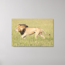 Afrikaanse leeuw in Savanna-platte canvas