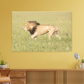 Afrikaanse leeuw in Savanna-platte canvas Afdruk (Insitu (Woonkamer))
