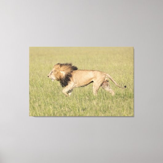 Afrikaanse leeuw in Savanna-platte canvas Afdruk (Voorkant)