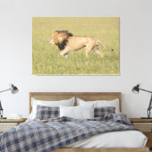 Afrikaanse leeuw in Savanna-platte canvas Afdruk (Insitu (Slaapkamer))