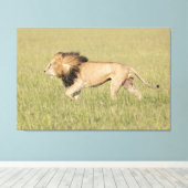 Afrikaanse leeuw in Savanna-platte canvas Afdruk (Insitu (Houten vloer))