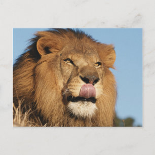 Afrikaanse Leeuw (Panthera Leo), Afrikaanse savann Briefkaart