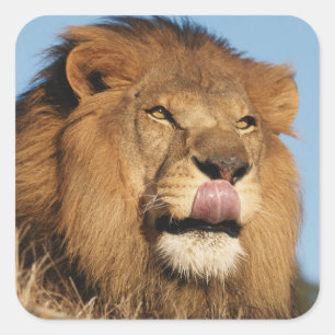Afrikaanse Leeuw (Panthera Leo), Afrikaanse savann Vierkante Sticker