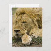 Afrikaanse leeuw, Panthera leo, in slaap gevallen Briefkaart (Voorkant / Achterkant)