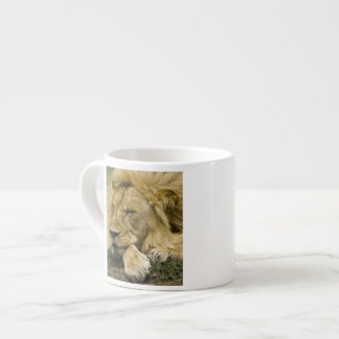 Afrikaanse leeuw, Panthera leo, in slaap gevallen Espresso Kop