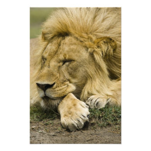 Afrikaanse leeuw, Panthera leo, in slaap gevallen Foto Afdruk