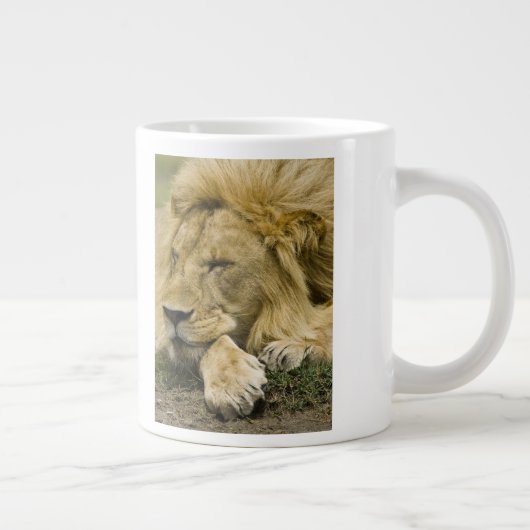 Afrikaanse leeuw, Panthera leo, in slaap gevallen Grote Koffiekop (Rechts)