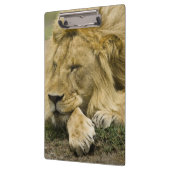Afrikaanse leeuw, Panthera leo, in slaap gevallen Klembord (Links)